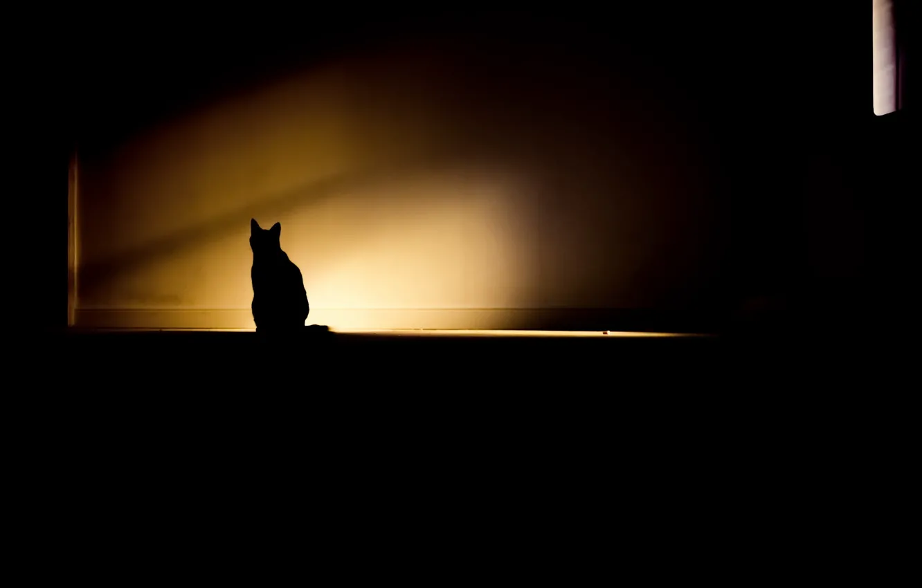 Photo wallpaper cat, light, room, shadow