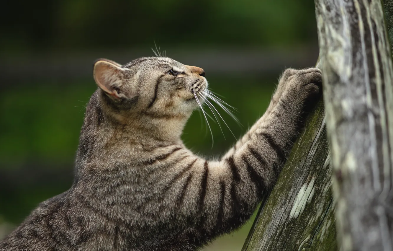 Photo wallpaper cat, trees, claws