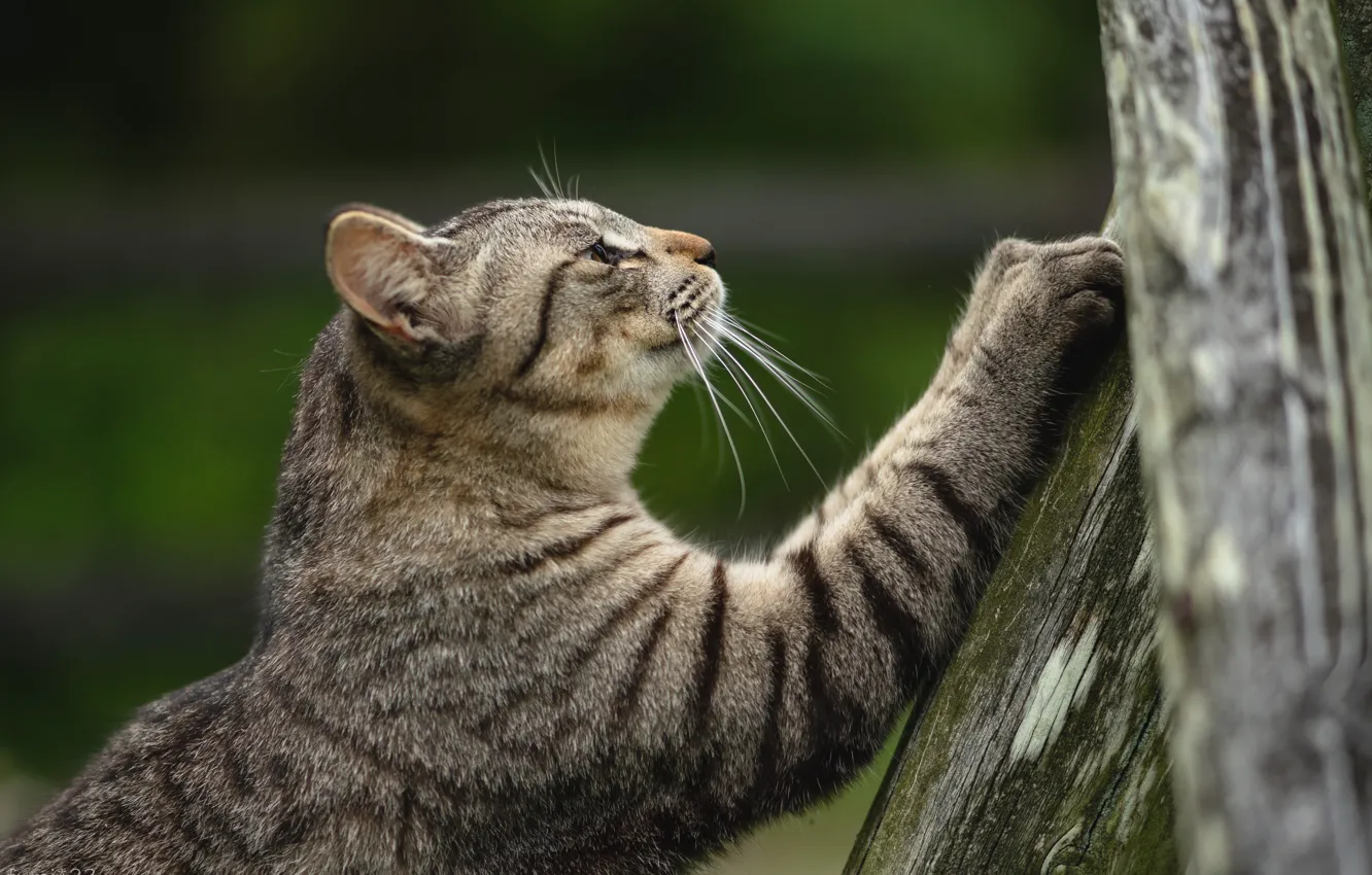 Photo wallpaper cat, tree, claws