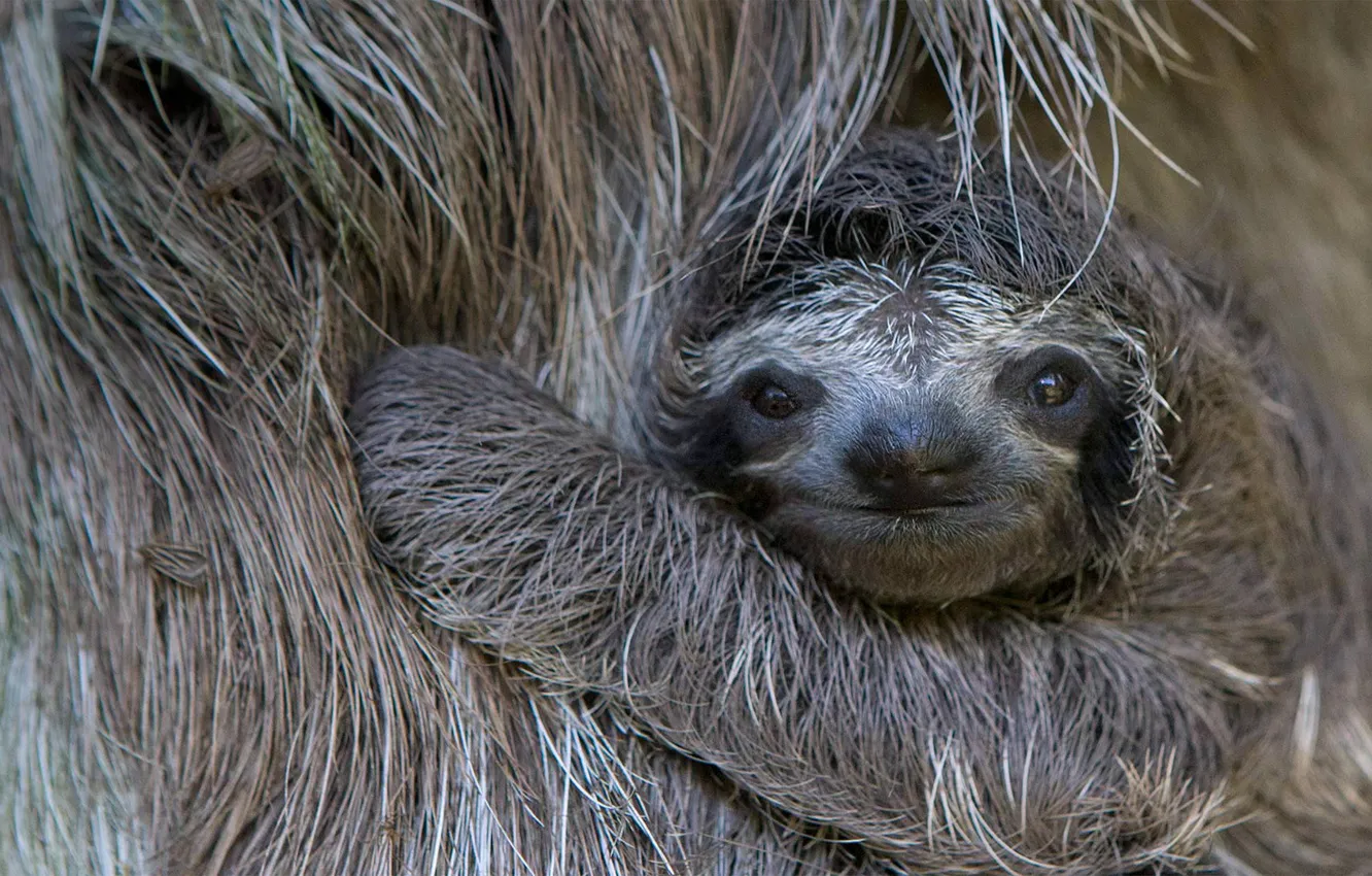 Photo wallpaper sloth, cub, Costa Rica