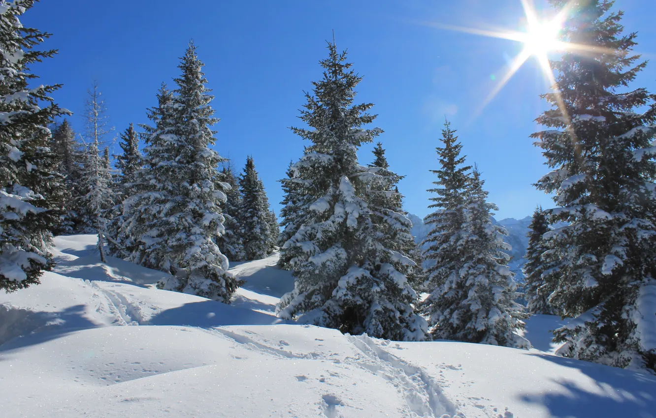 Photo wallpaper winter, forest, the sky, the sun, rays, snow, trees, traces