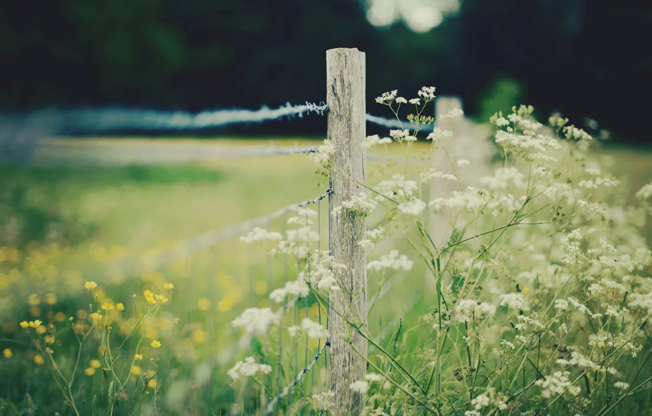 Photo wallpaper field, flowers, nature, fence