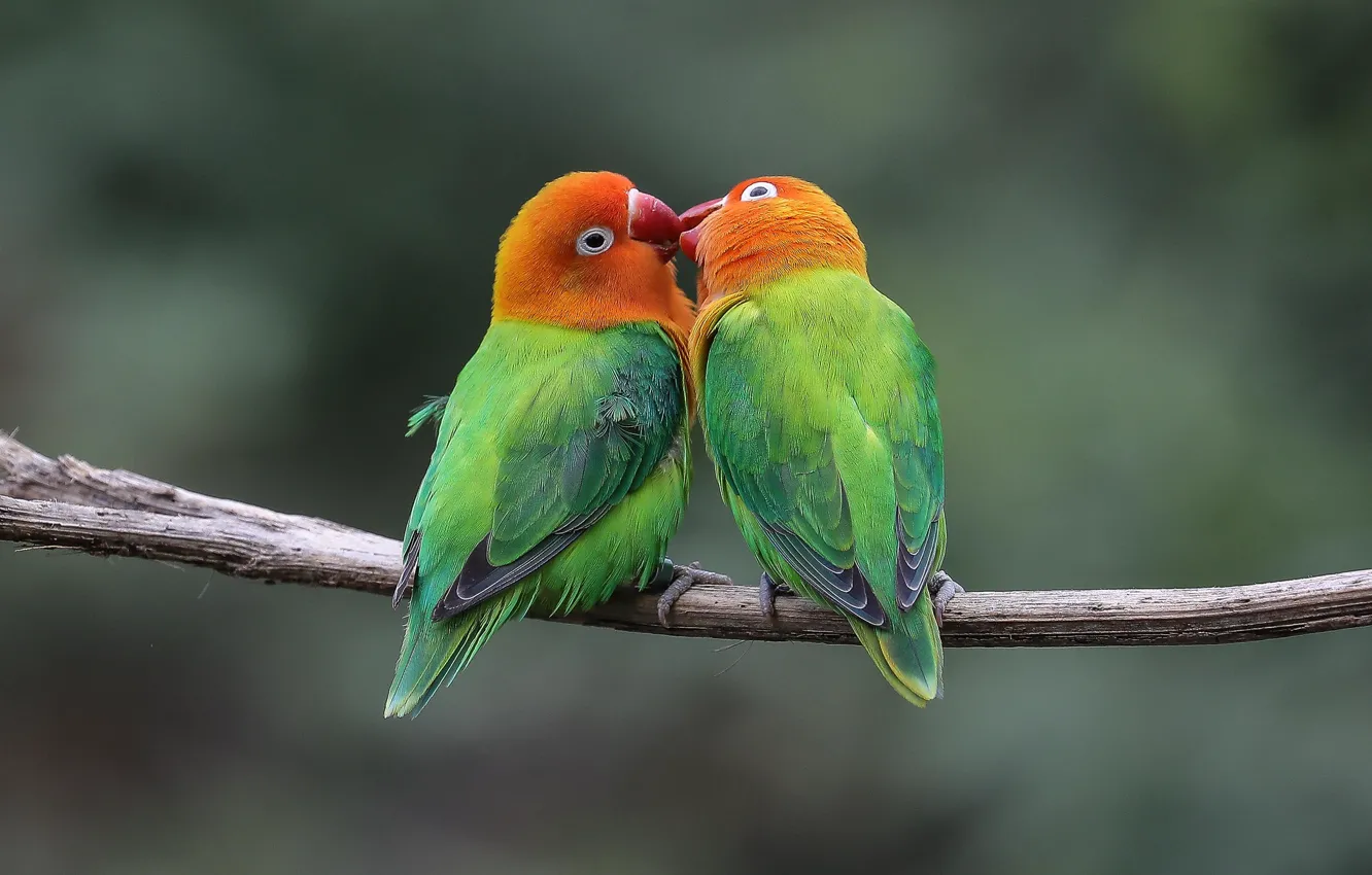 Photo wallpaper birds, kiss, pair, parrots