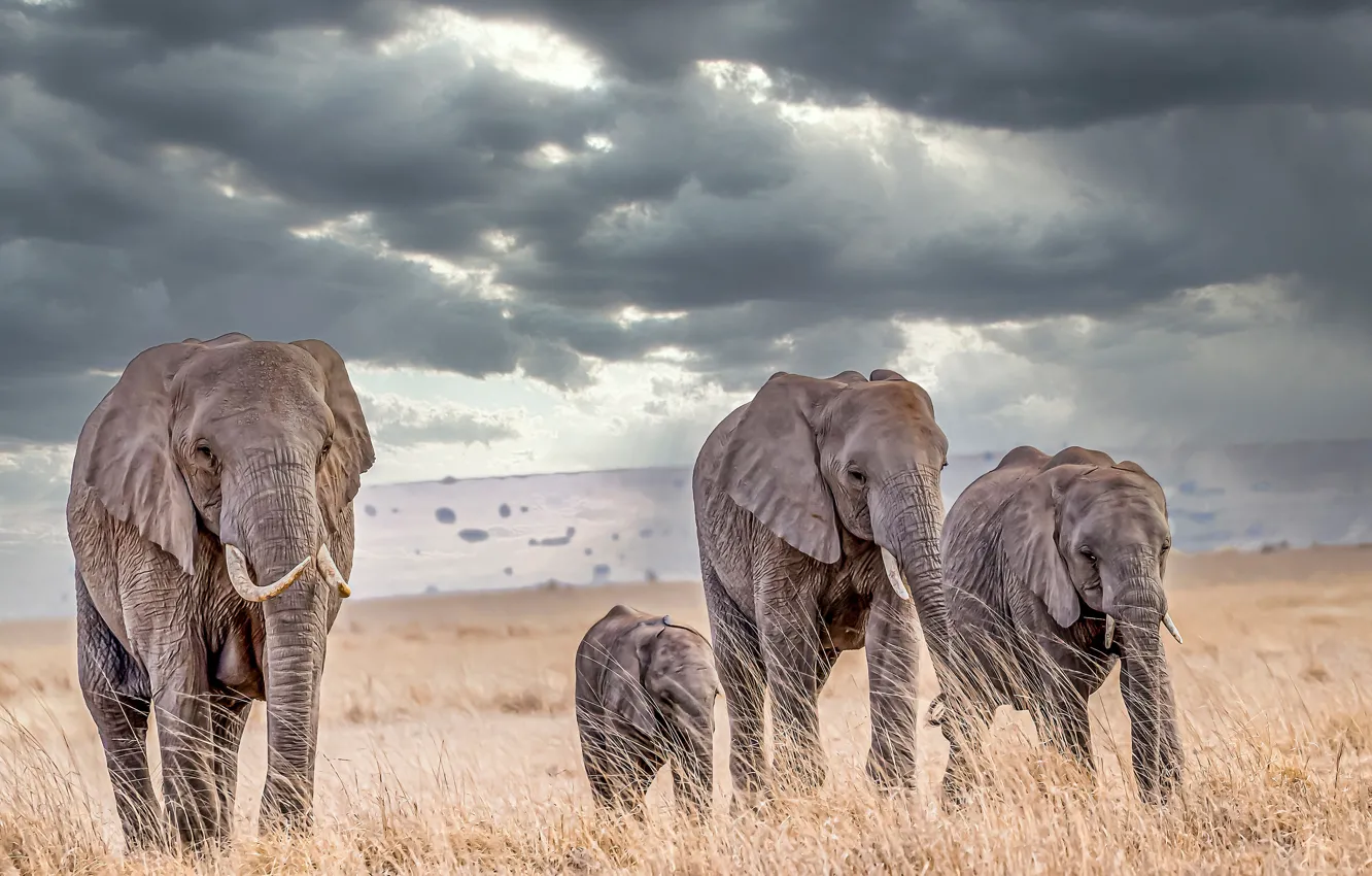 Photo wallpaper grass, elephants, elephant