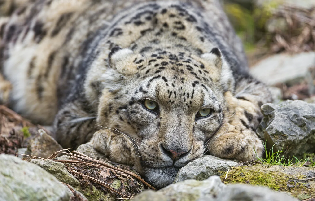 Photo wallpaper cat, look, stones, IRBIS, snow leopard, ©Tambako The Jaguar