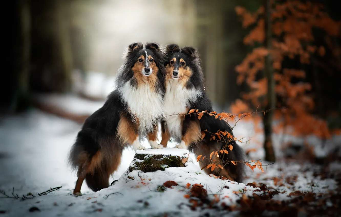 Photo wallpaper winter, autumn, forest, dogs, look, face, leaves, snow