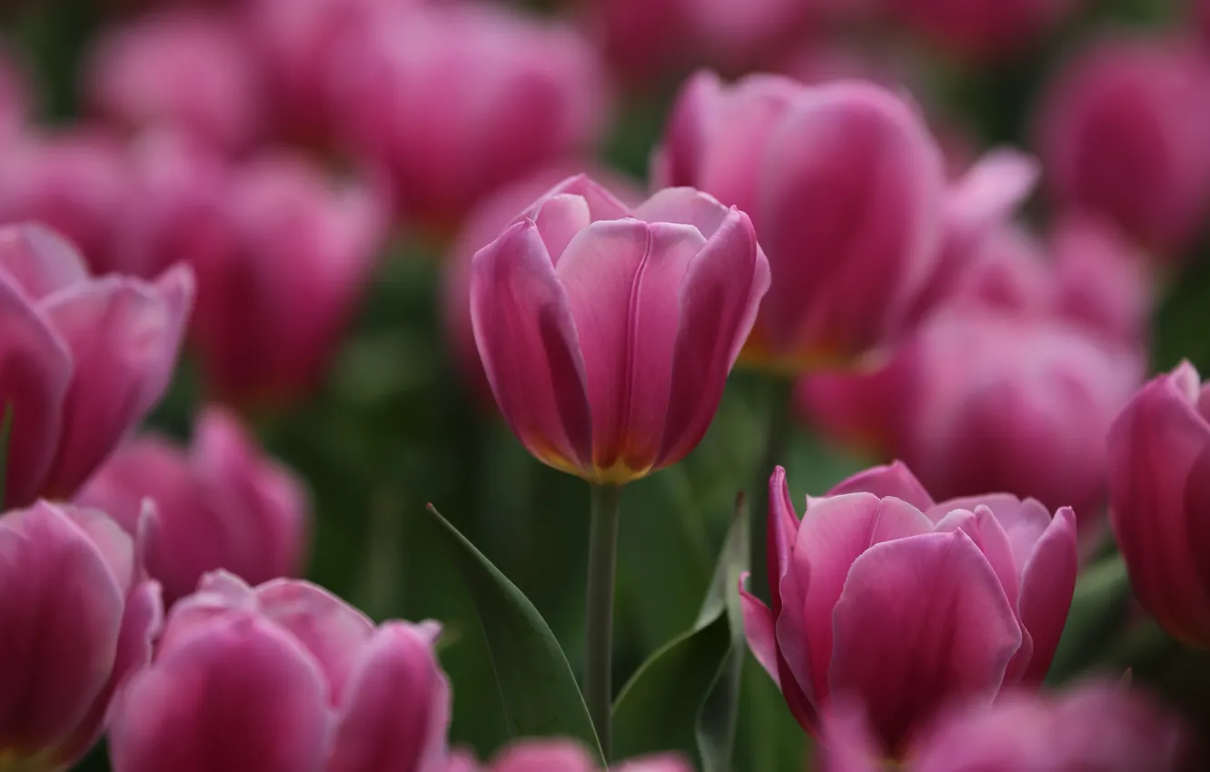 Photo wallpaper tulips, pink, flowerbed, a lot