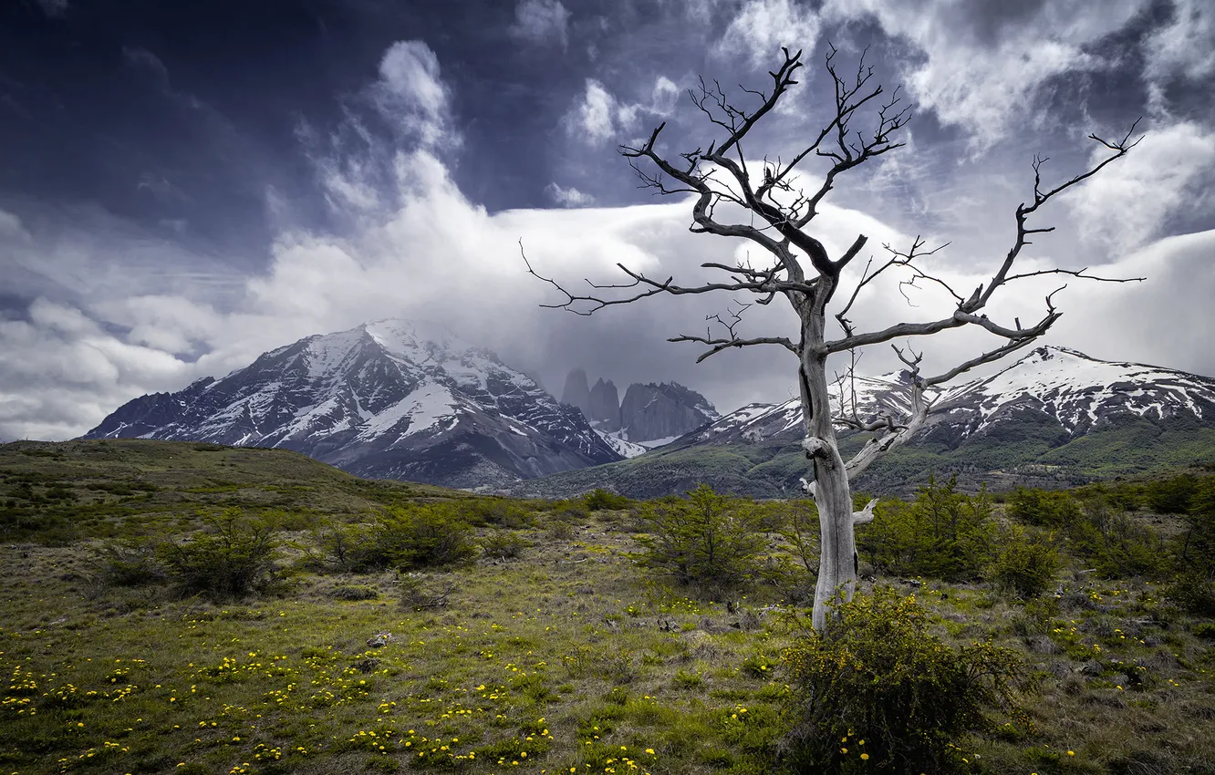 Photo wallpaper trees, mountains, Torres del Paine National Park