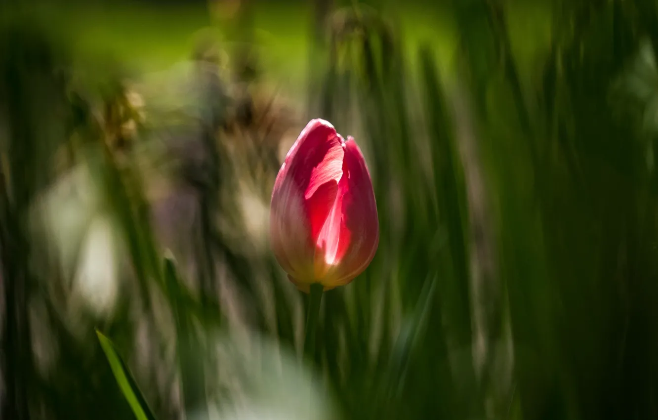 Photo wallpaper greens, leaves, light, flowers, red, background, blur, spring