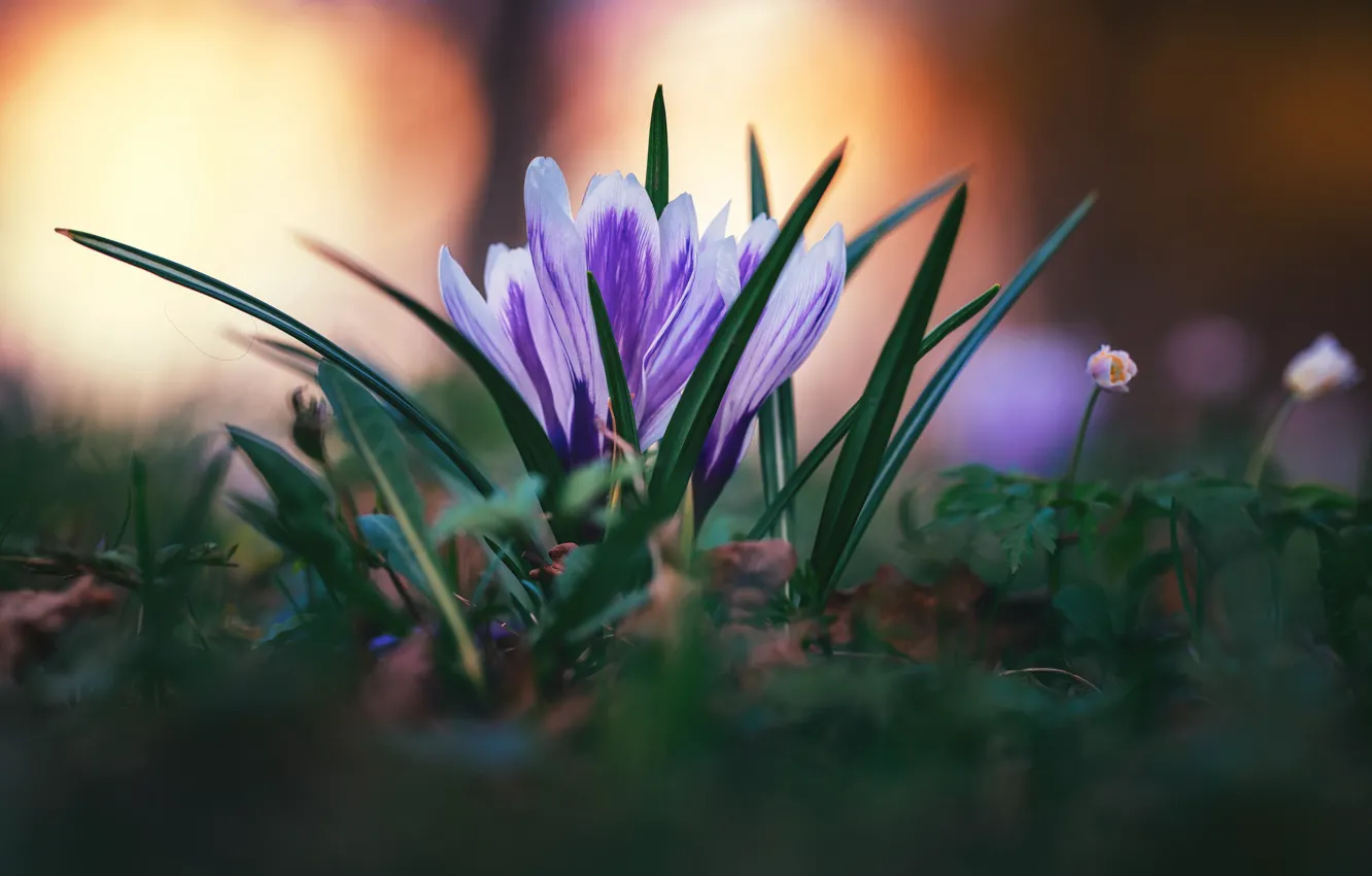 Photo wallpaper flowers, nature, spring
