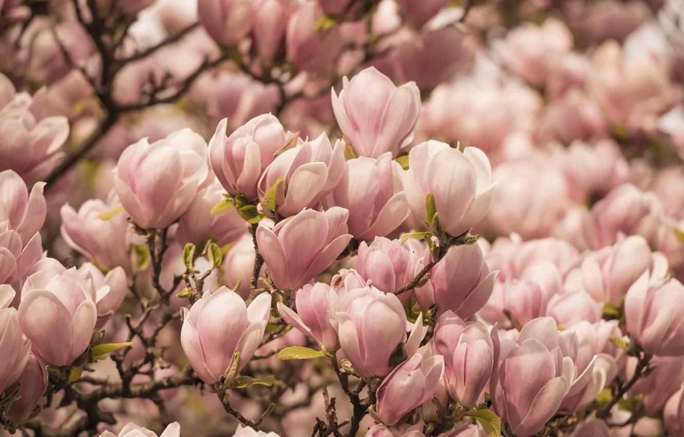 Photo wallpaper flowers, branches, spring, pink, buds, flowering, a lot, Magnolia