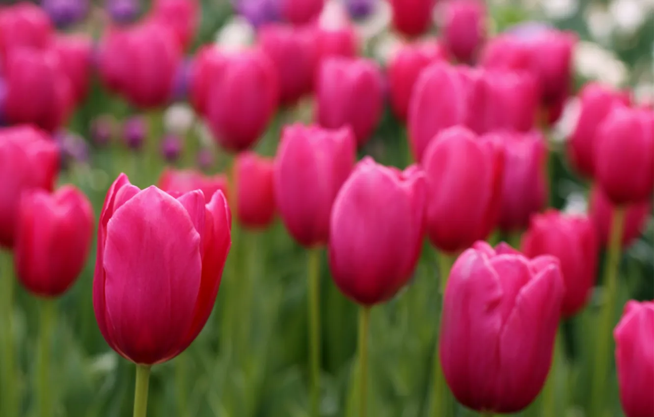Photo wallpaper field, focus, petals, blur, tulips, pink, field, Tulips