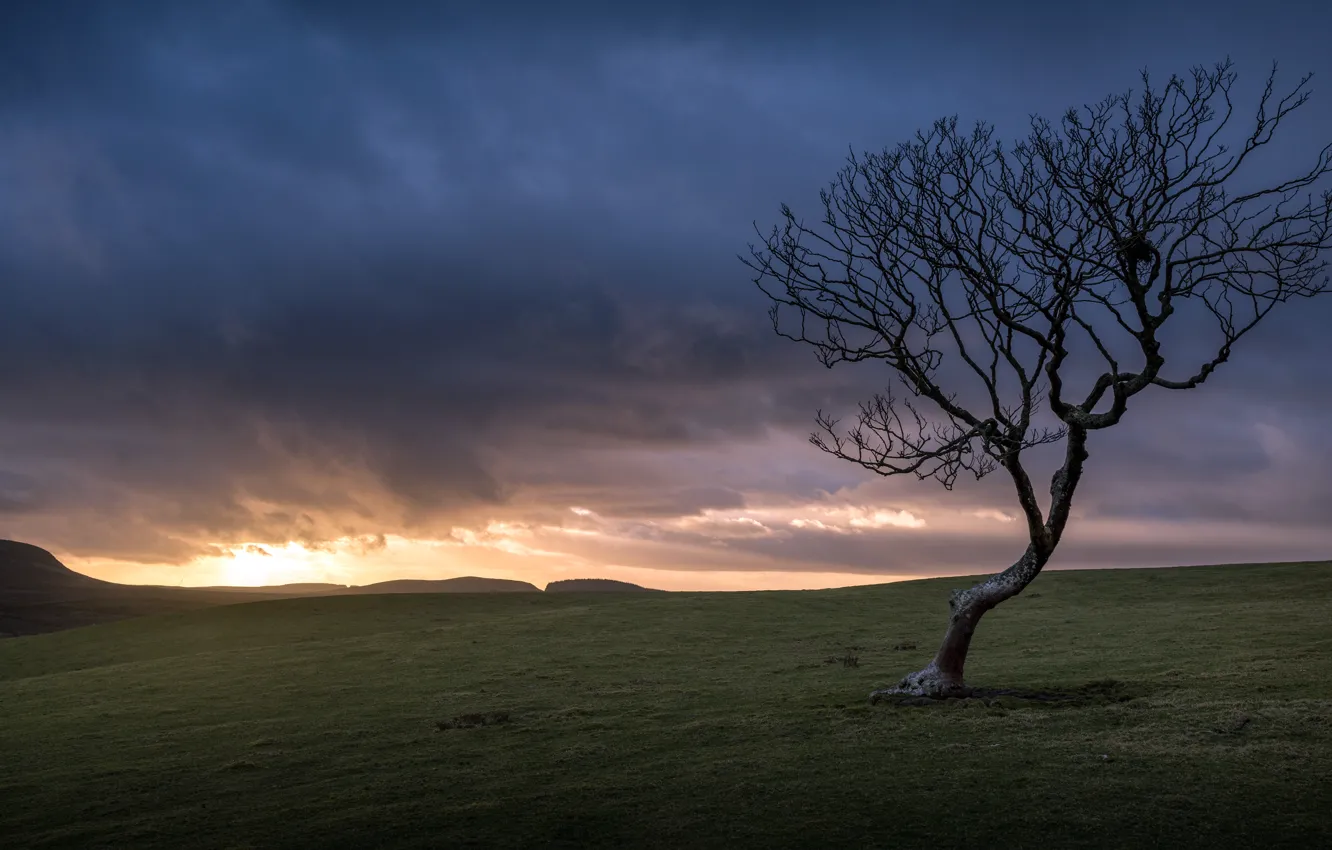 Photo wallpaper field, trees, morning