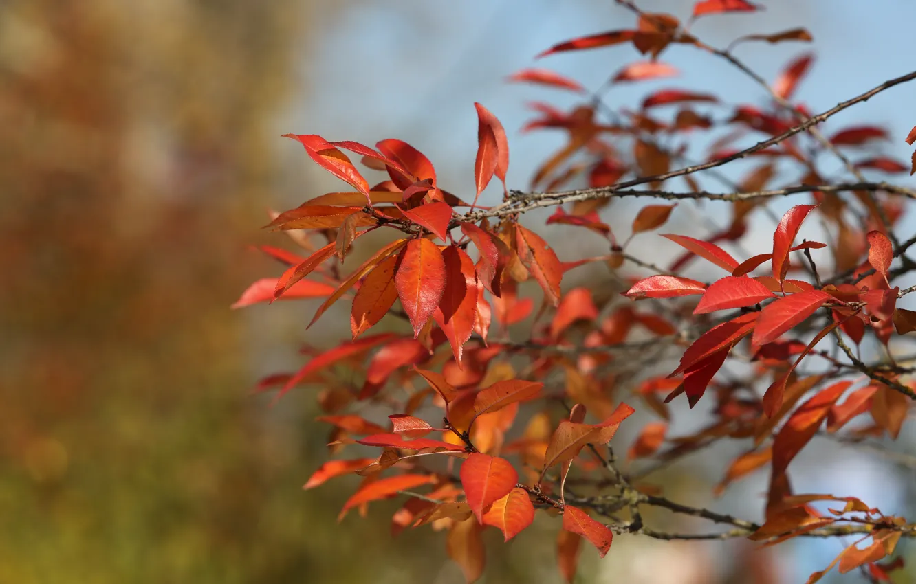 Photo wallpaper the sun, cherry, Shine, color
