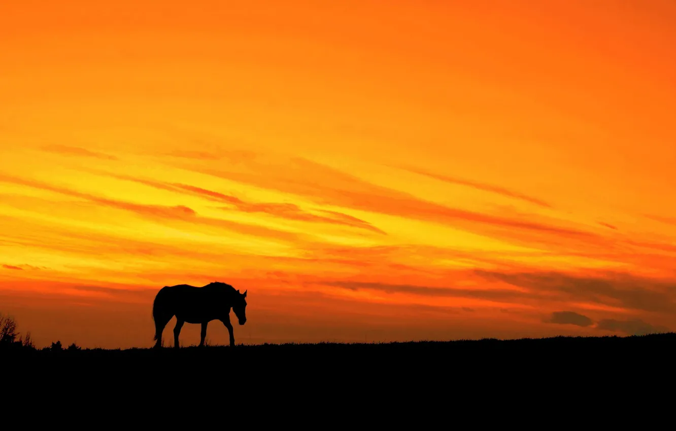 Photo wallpaper sunset, horse, silhouette