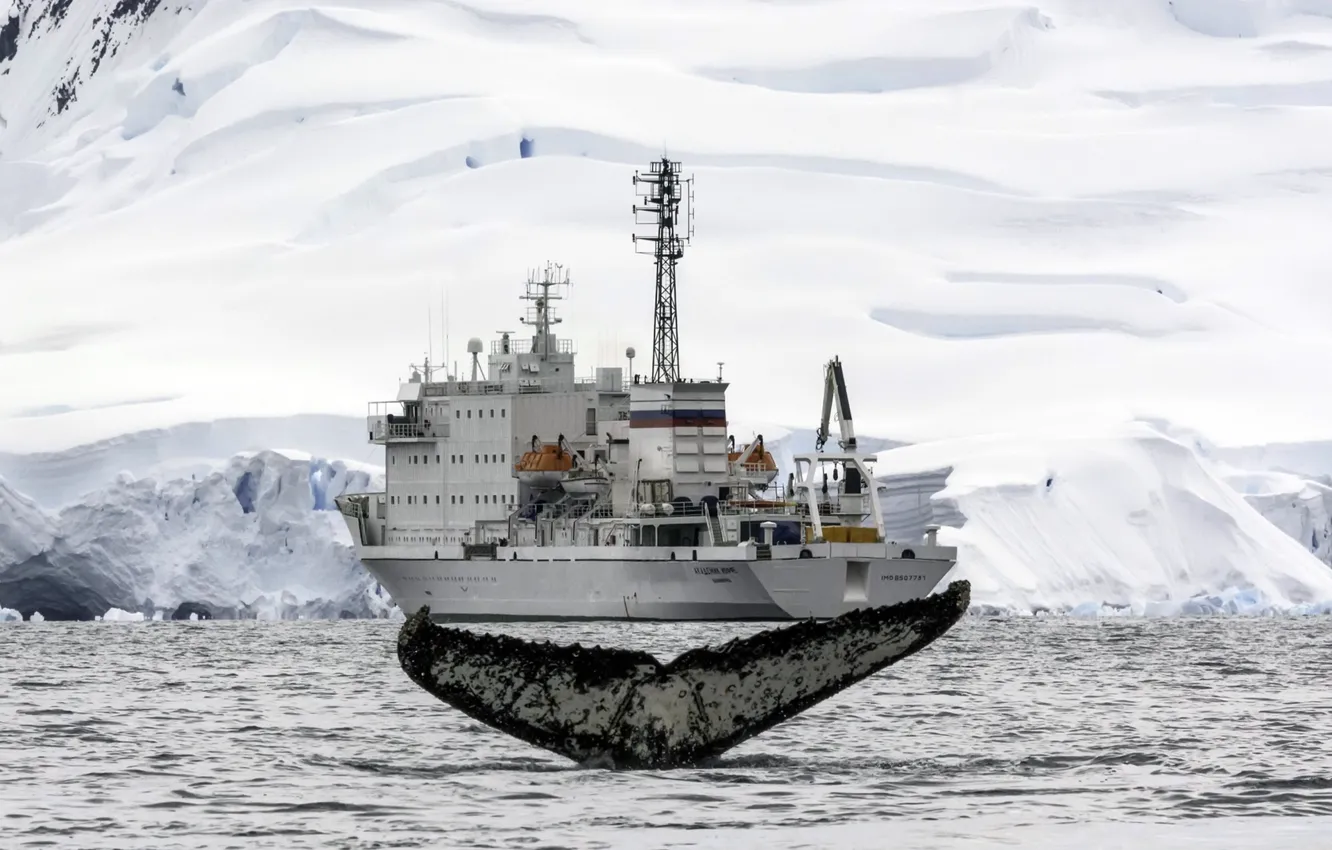 Photo wallpaper iceberg, Antarctica, humpback whale, expedition ship, Academic Ioffe