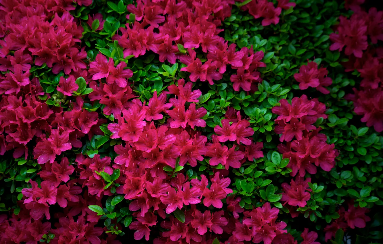Photo wallpaper leaves, flowers, Azalea, Azalea