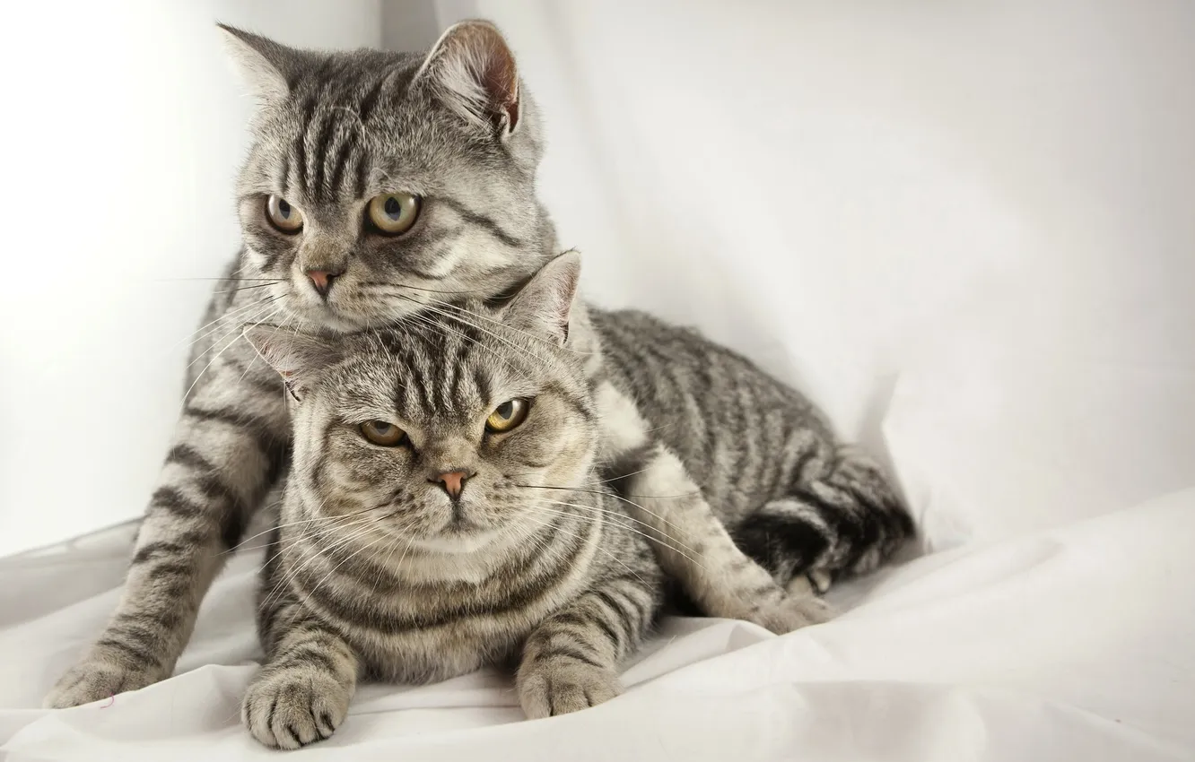 Photo wallpaper cat, cat, grey, tiger, British, Shorthair