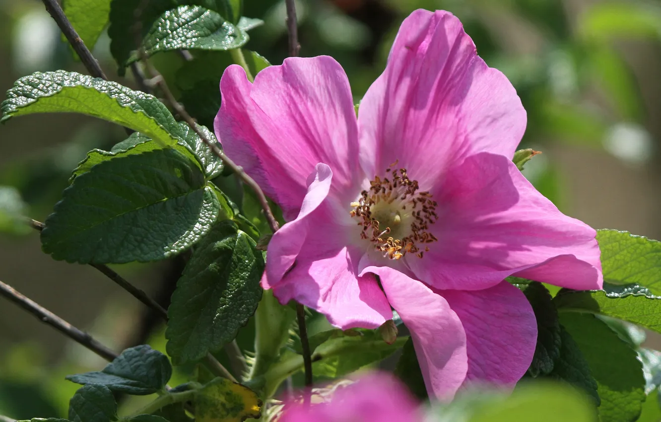 Photo wallpaper leaves, macro, petals, briar