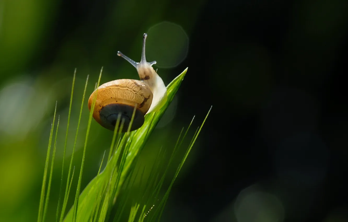 Photo wallpaper grass, nature, snail
