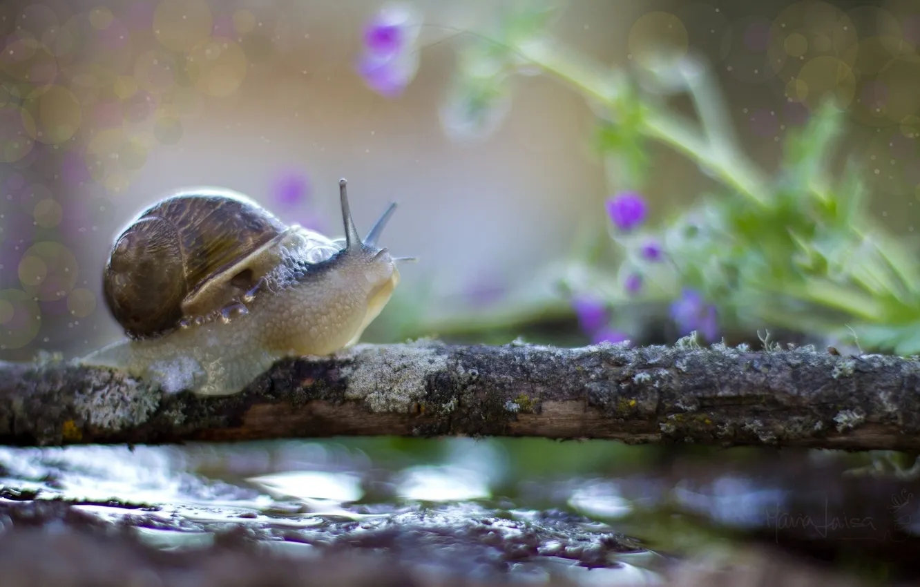 Photo wallpaper water, macro, snail, branch, blur