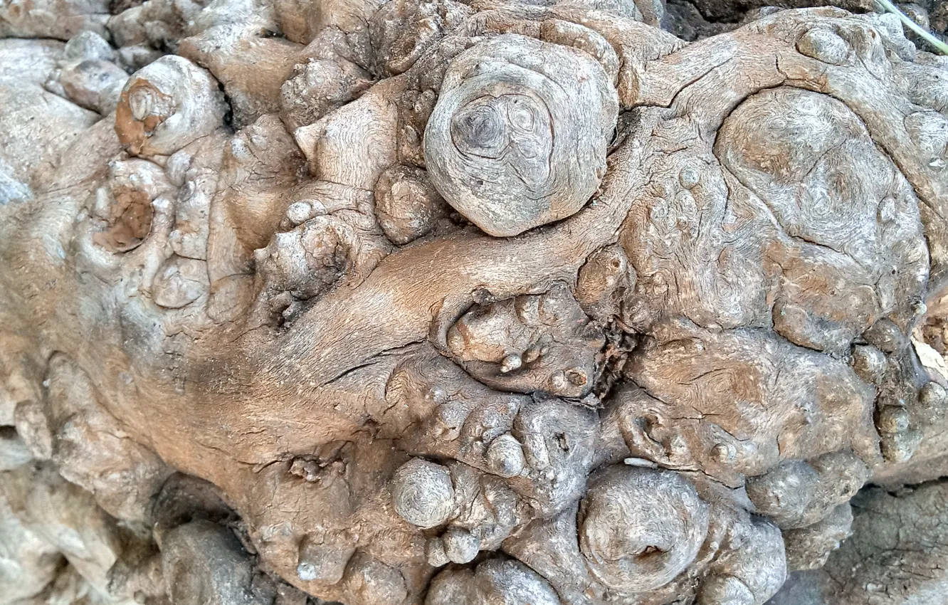 Photo wallpaper trees, wood texture, growth on a tree