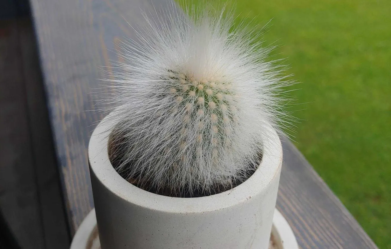 Photo wallpaper Cactus, In a pot, Fluffy
