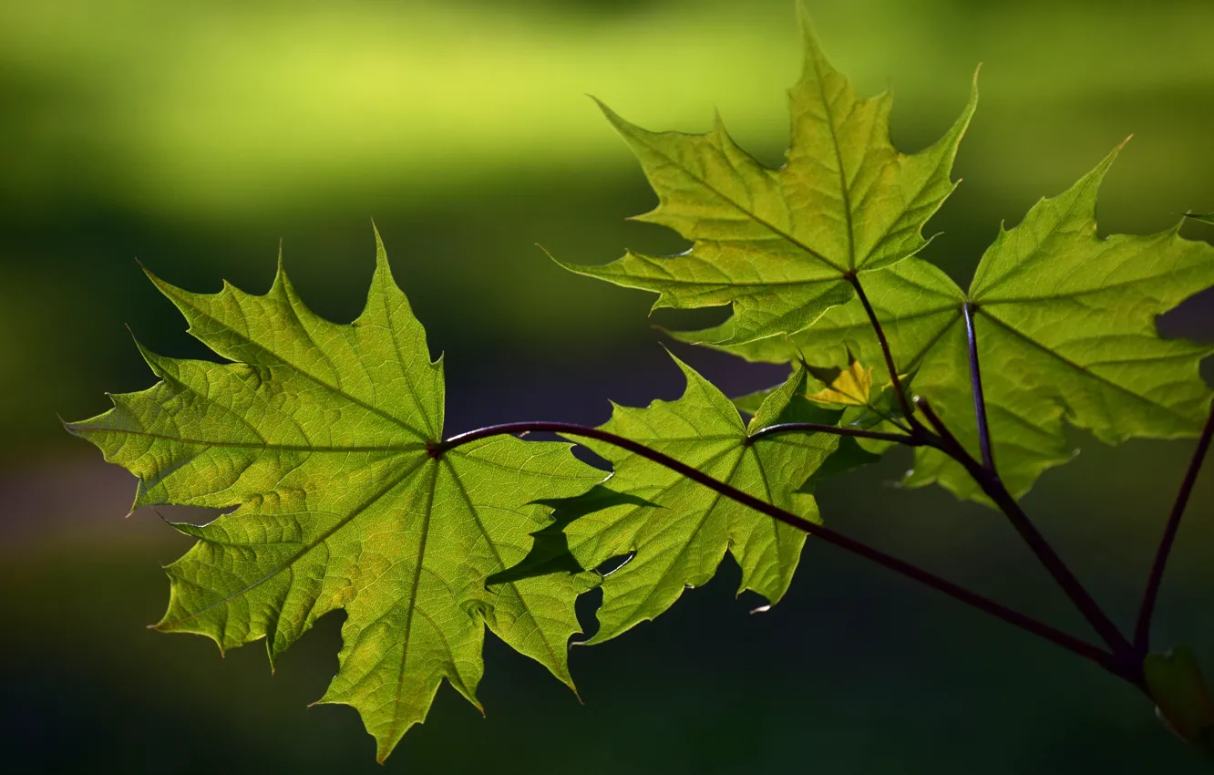 Photo wallpaper leaves, trees, branches, nature, maple