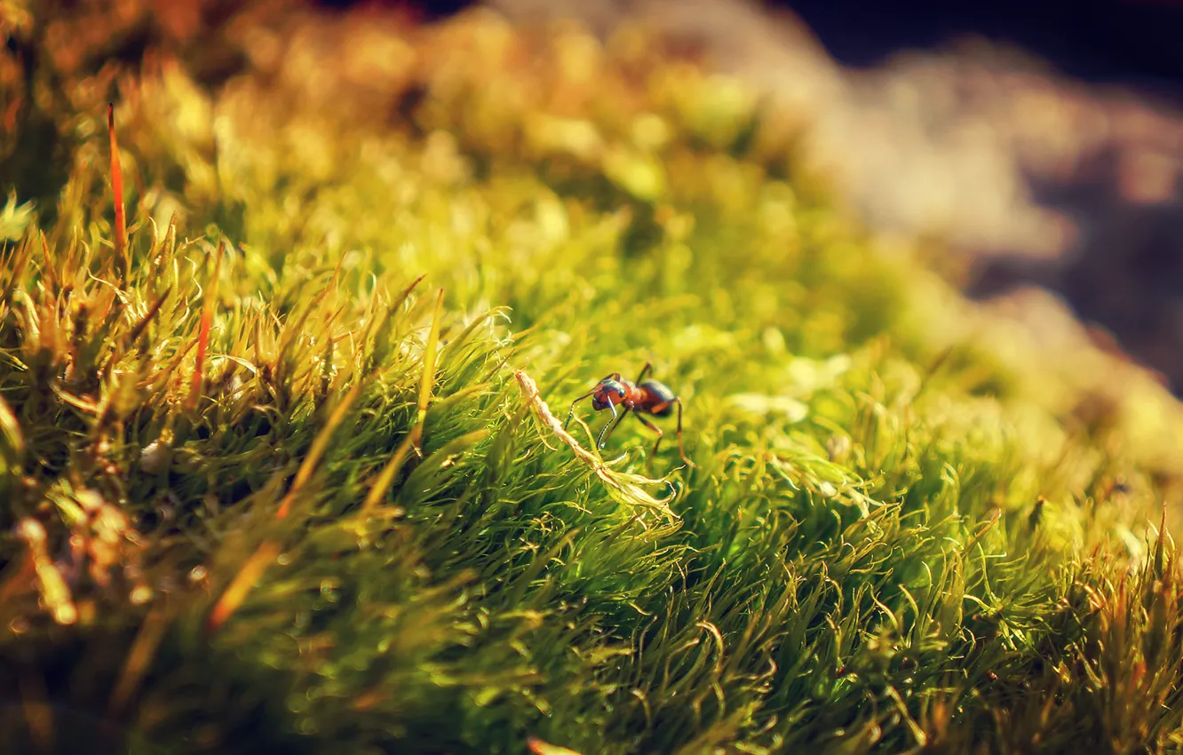 Photo wallpaper grass, macro, nature, ant, nature