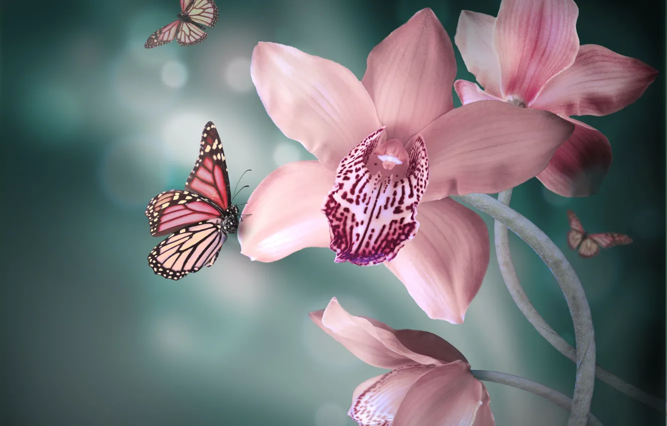 Photo wallpaper flowers, background, butterfly, pink, Orchid