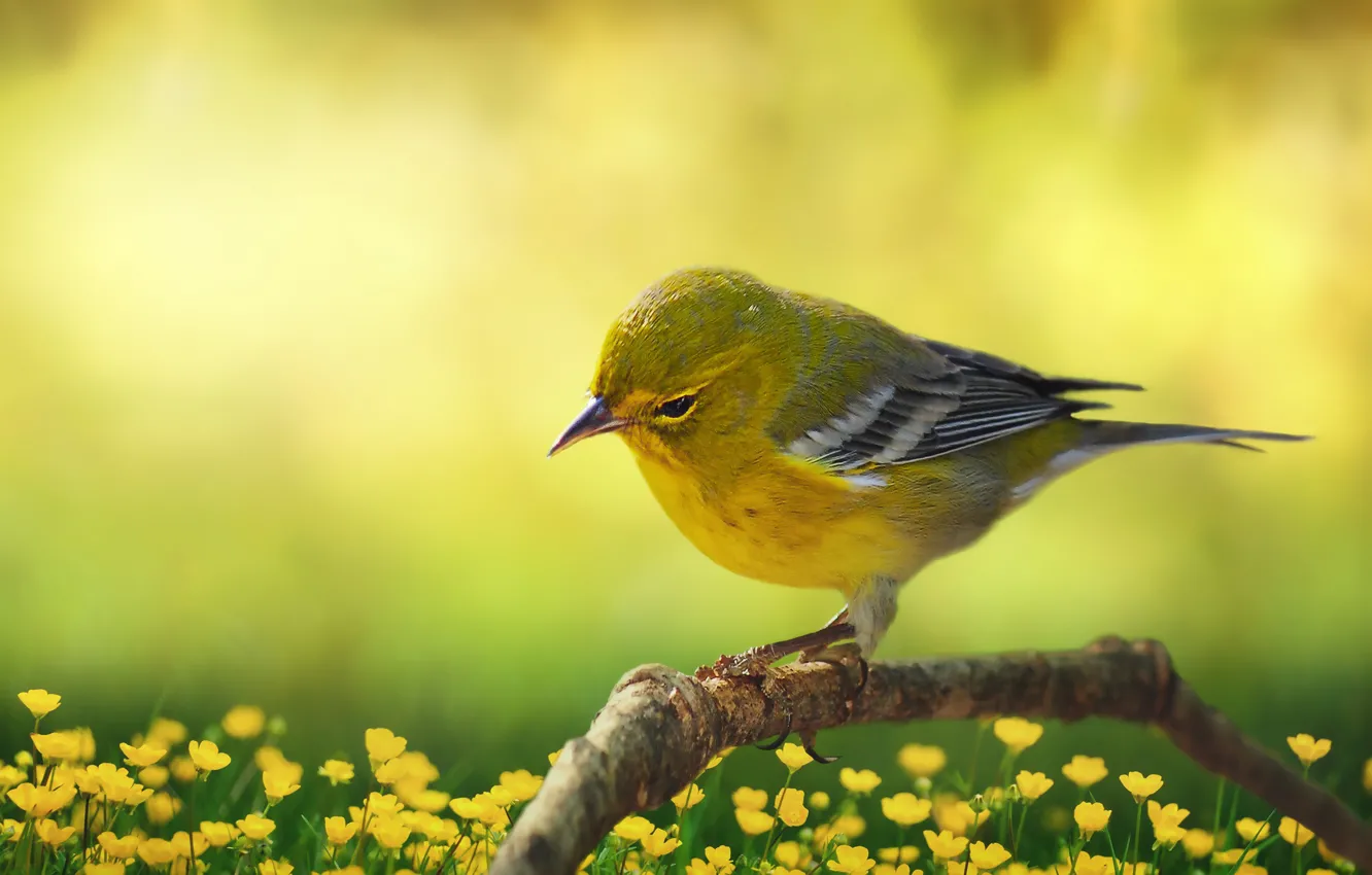 Photo wallpaper summer, flowers, branches, yellow, pose, bird, glade, yellow background