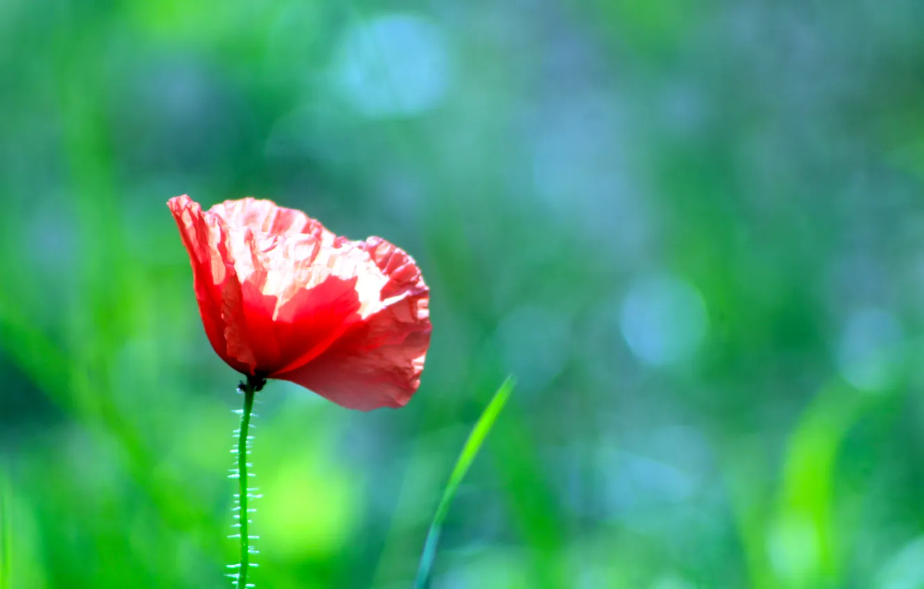 Photo wallpaper red, flower, poppy