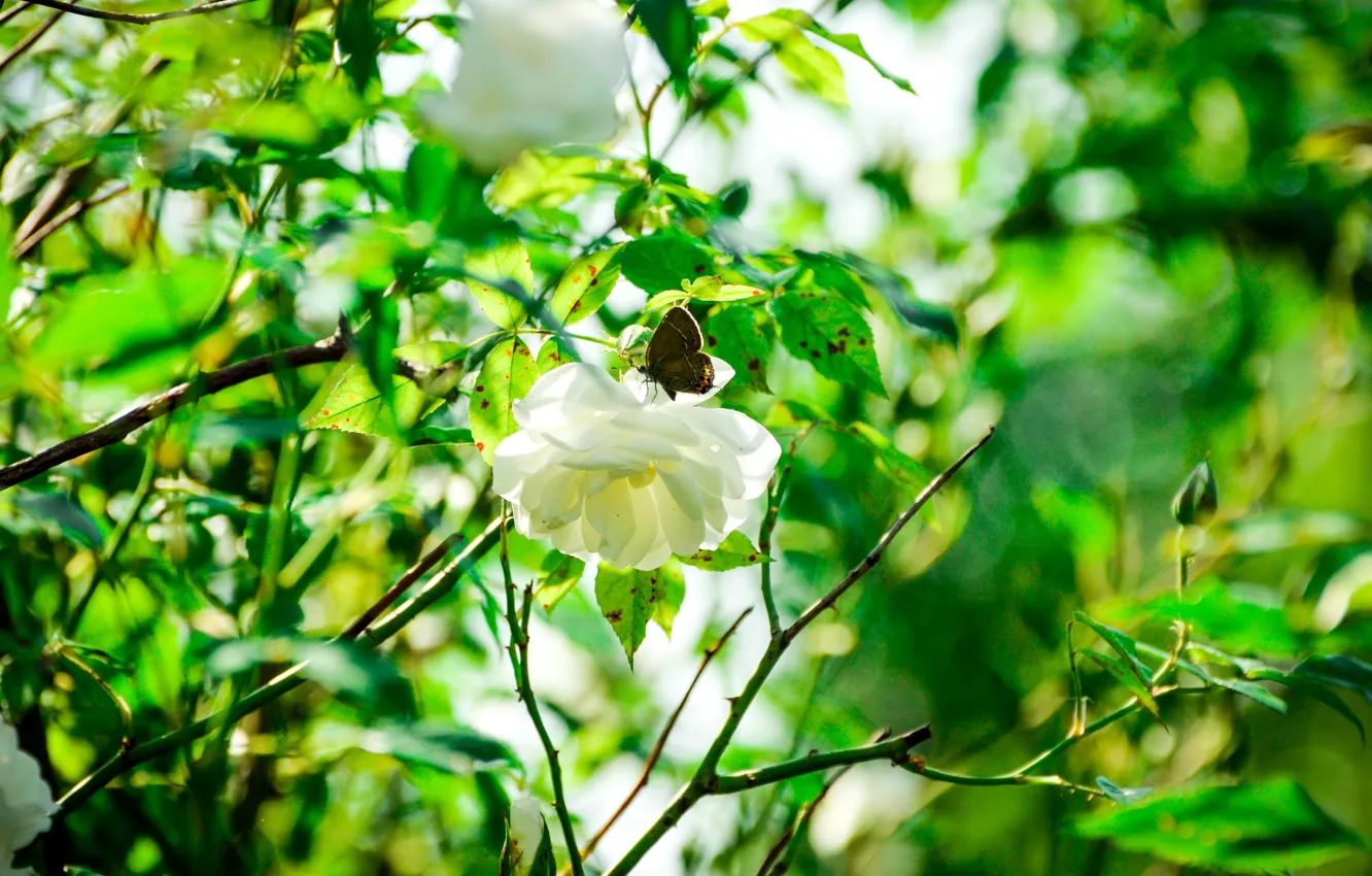 Photo wallpaper summer, the sun, butterfly, roses, petals, garden