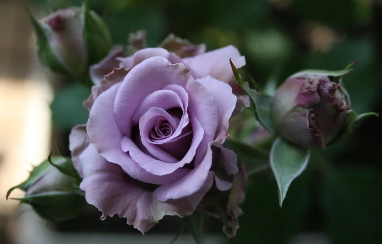 Photo wallpaper roses, garden, stem, buds, lilac rose