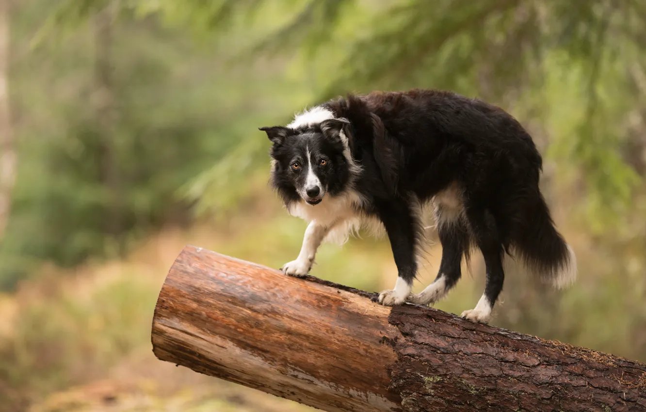 Photo wallpaper nature, dog, log, the border collie