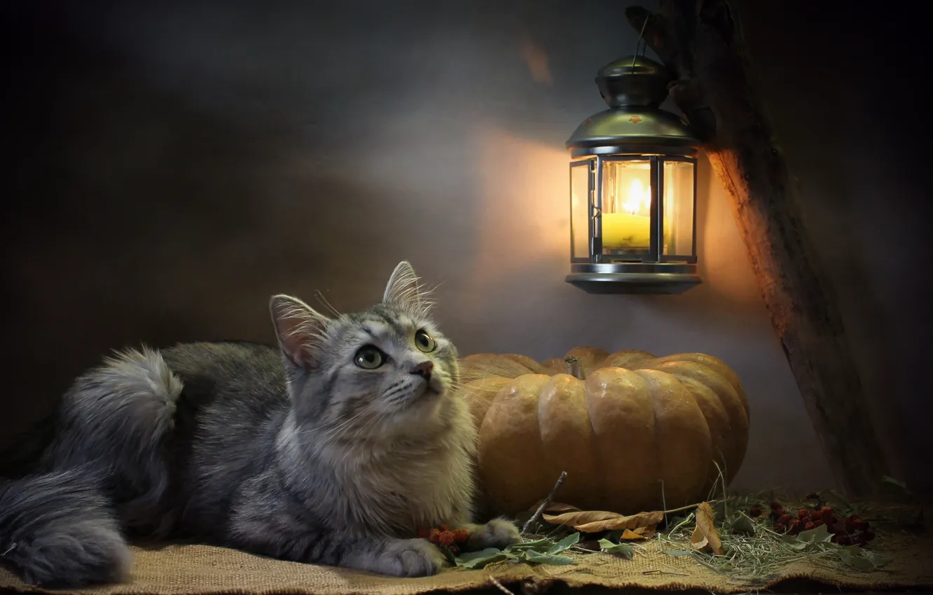 Photo wallpaper cat, cat, look, leaves, light, animal, candle, lantern