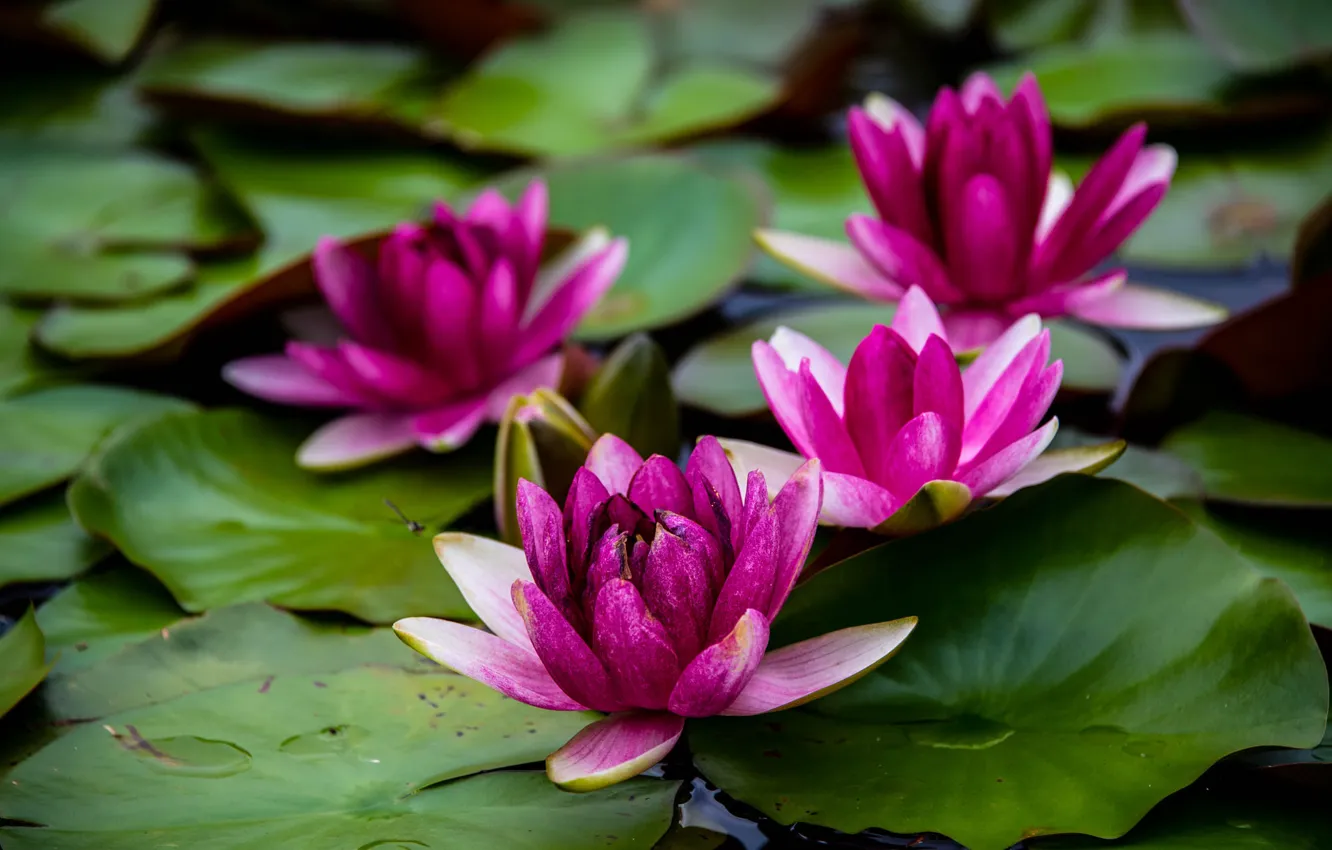Photo wallpaper leaves, flowers, lake, pond, pink, water lilies, pond, blurred background