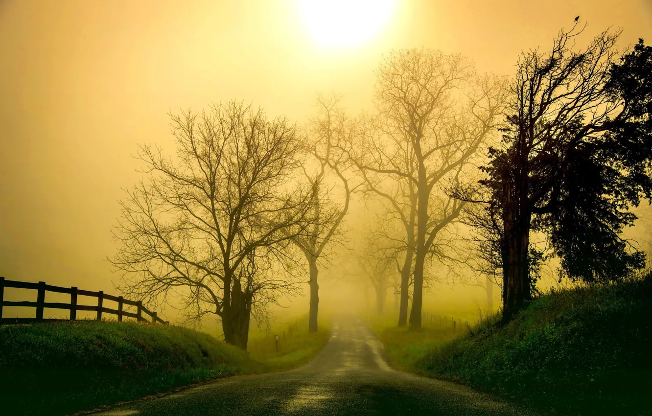 Photo wallpaper trees, landscape, nature, fog, morning, haze