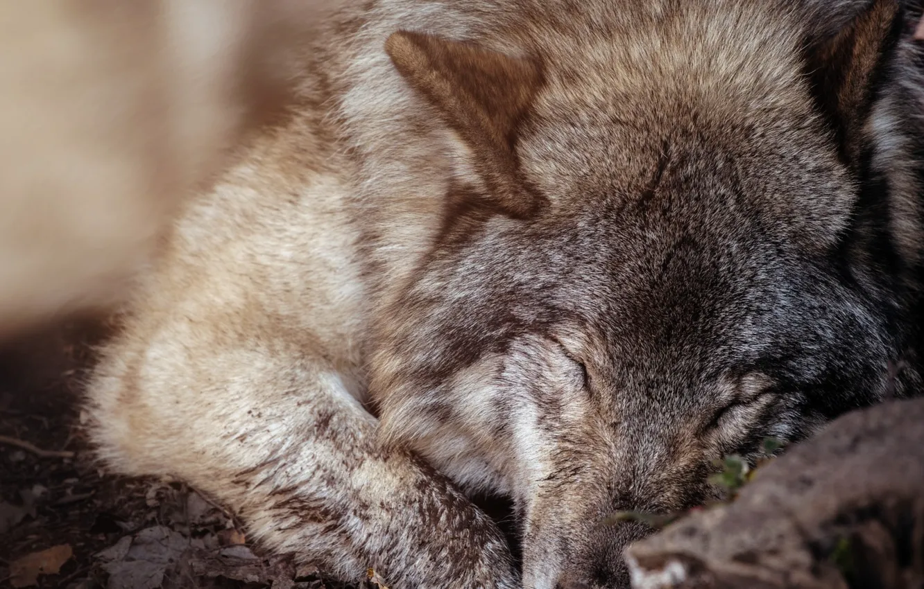 Photo wallpaper animals, mammal, relaxation, animal themes, one animal, ..wolf