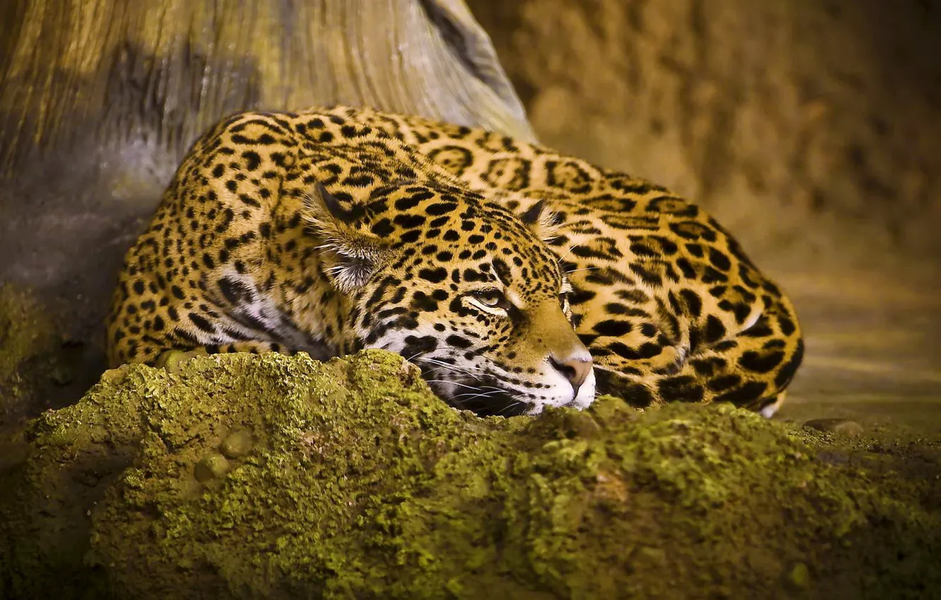 Photo wallpaper cat, stay, lies, Jaguar
