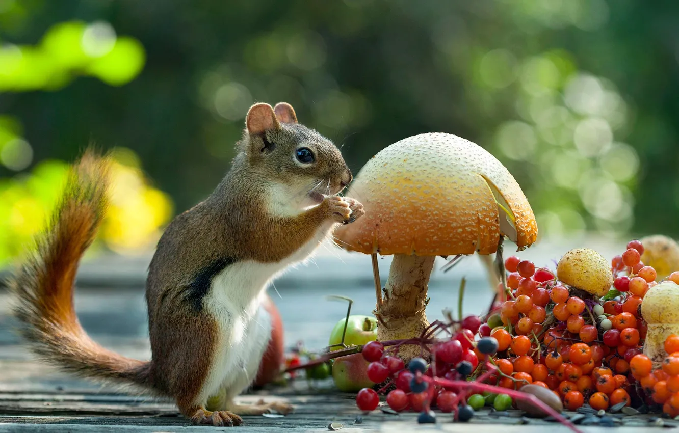Photo wallpaper berries, animal, mushrooms, protein, Rowan, bokeh, rodent, Kalina