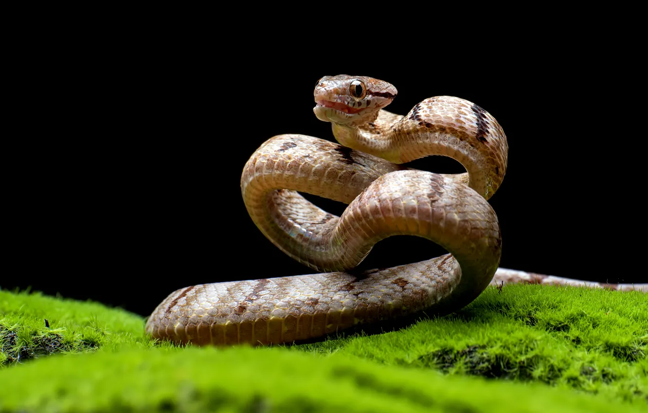 Photo inspiration: Moss Snake Alternatives For Pets Reference: Wallpaper Moss Snake Black Background For Mobile And Desktop Section