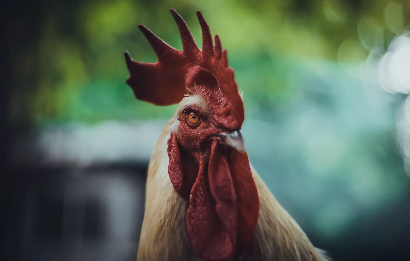 Photo wallpaper bird, cock, Angry Bird
