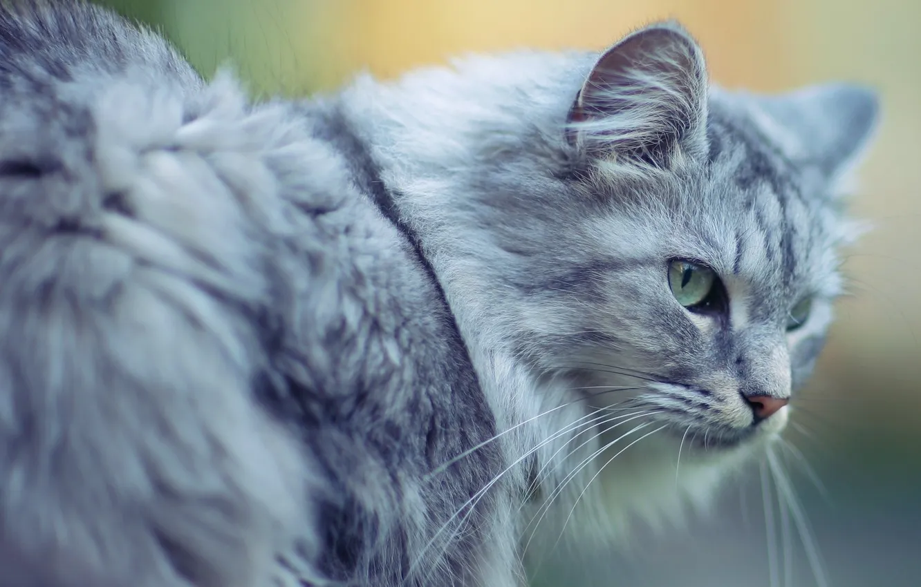 Photo wallpaper cat, grey, fluffy, large