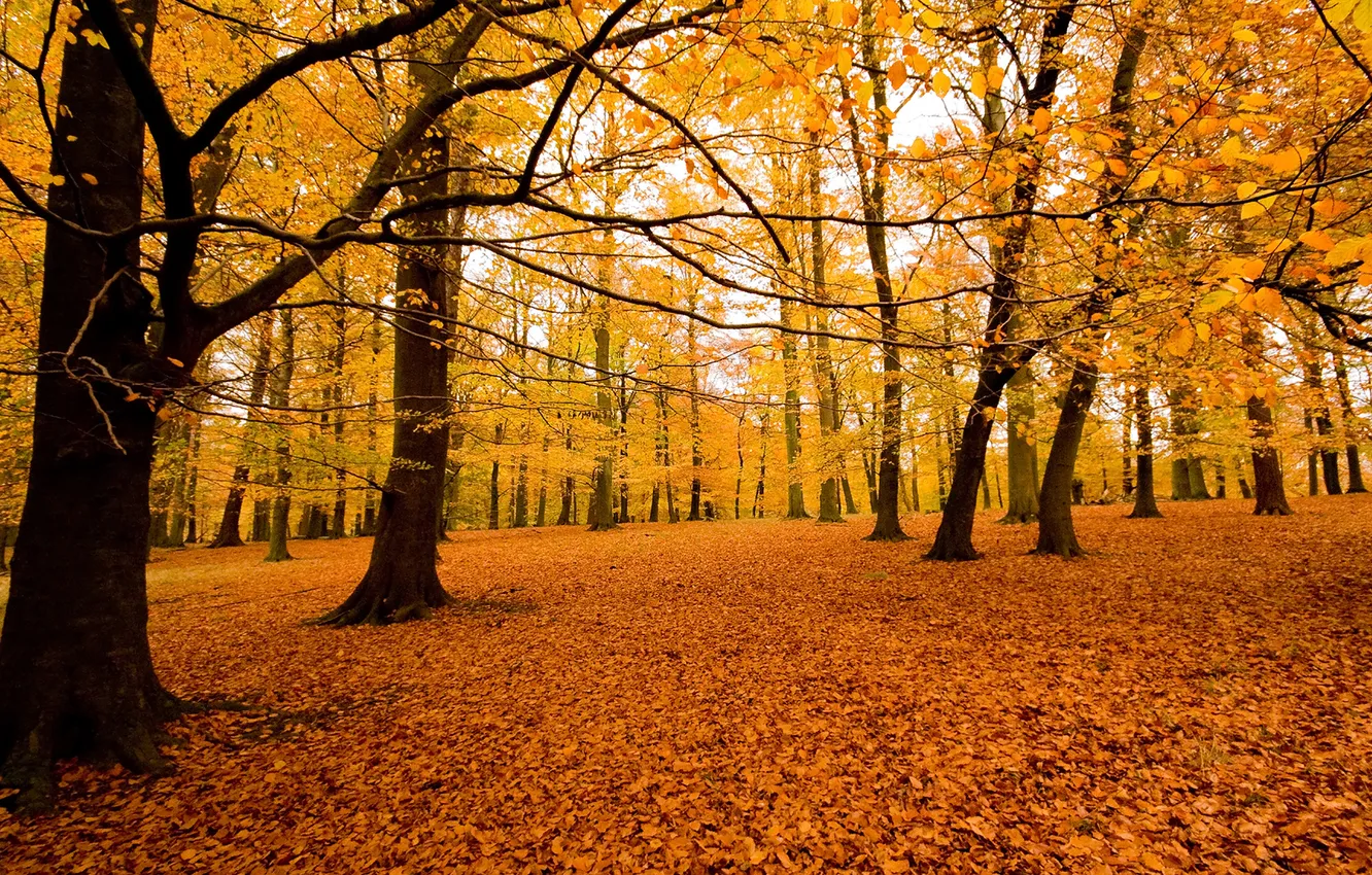 Photo wallpaper autumn, forest, nature, Park, foliage, landing