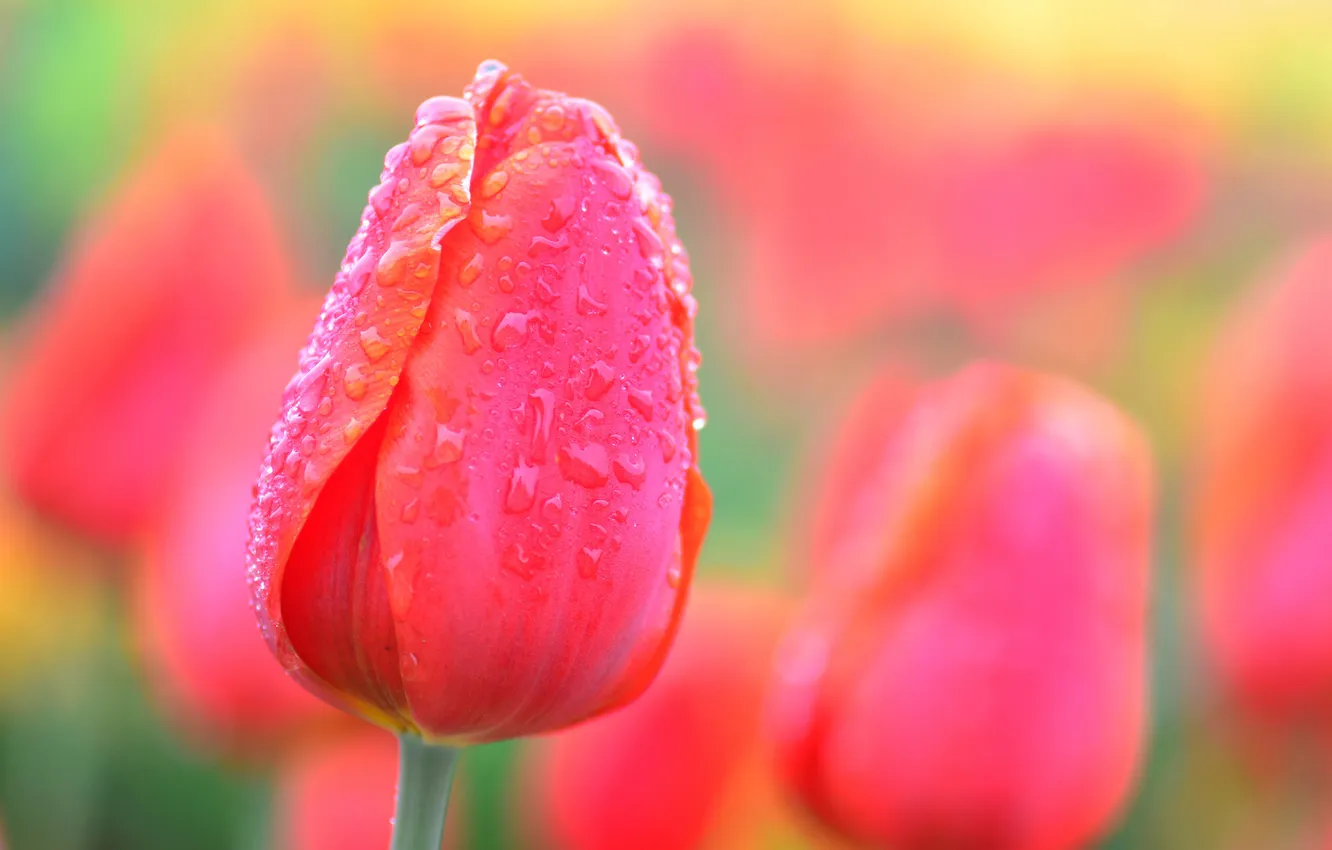 Photo wallpaper drops, macro, Rosa, stem, tulips, buds
