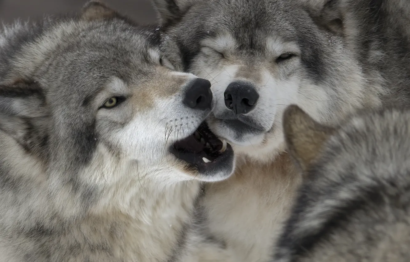 Photo wallpaper animals, game, wool, wolves