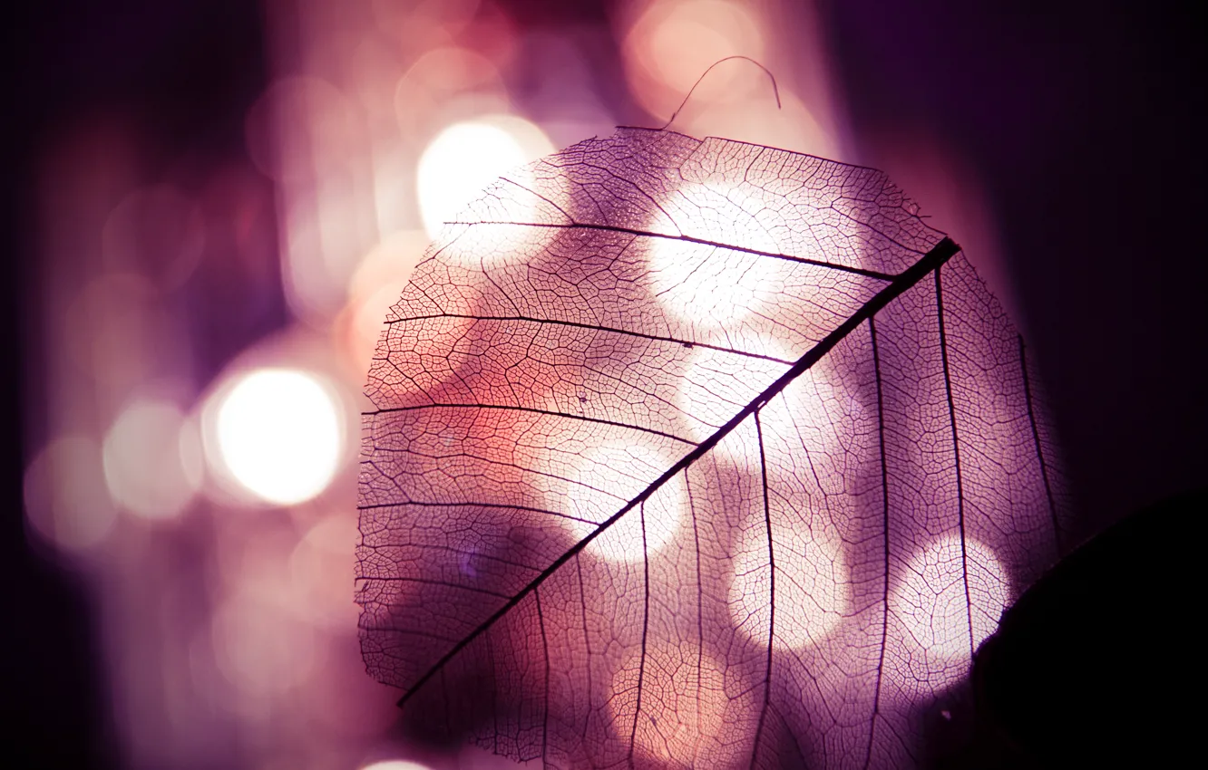 Photo wallpaper macro, lights, leaf, veins, bokeh