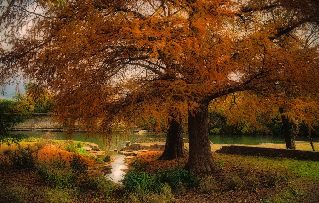 Photo wallpaper autumn, trees, Austin, Texas