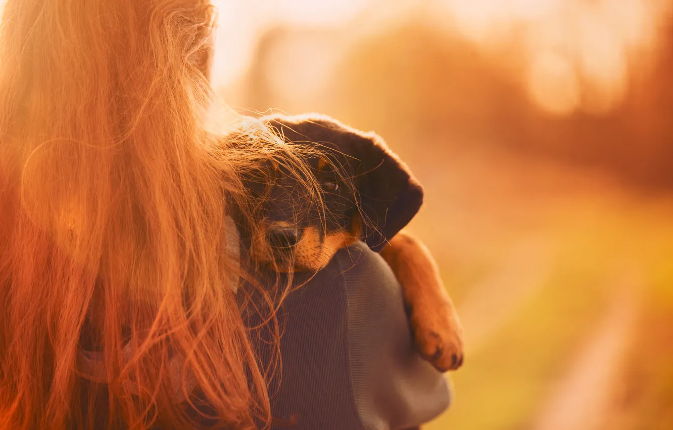 Photo wallpaper girl, light, dog